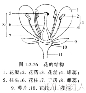 花生開(kāi)花與受精詳細(xì)介紹 花生開(kāi)花與受精詳細(xì)介紹