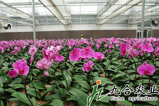 玻璃溫室|連棟溫室|智能溫室|溫室圖片|溫室工程 玻璃溫室|連棟溫室|智能溫室|溫室圖片|溫室工程