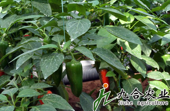 ���Ҵ��ｨ�O(sh��)|䓼ܜ���