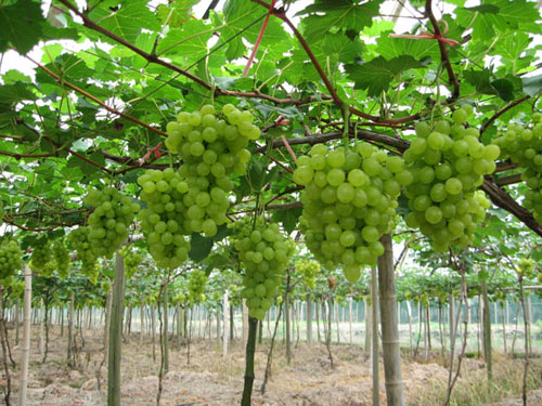 大棚葡萄 大棚葡萄